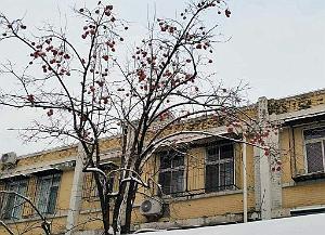 2023 12 PEKIN- UNIVERSITE LANGUES ETRANGERES SOUS LA NEIGE (4)